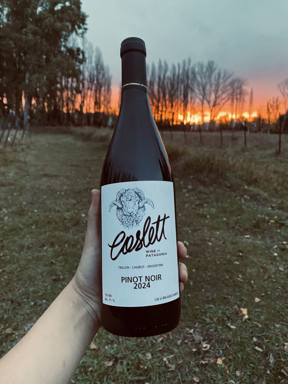 Coslett Pinot Noir